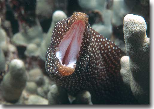 moray_smal_gaping_mouth_500.jpg